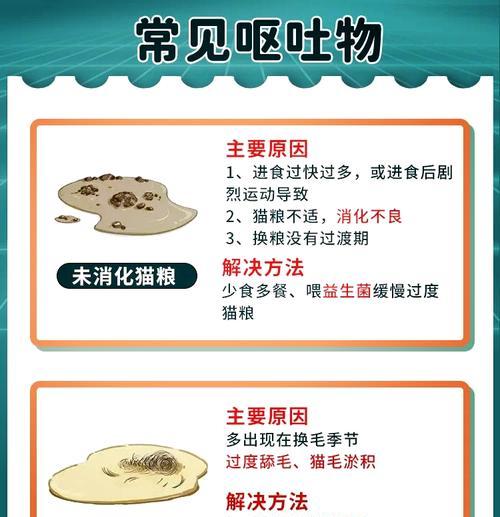 怎么搞猫粮最快消化掉？有哪些方法可以加速猫粮消化？