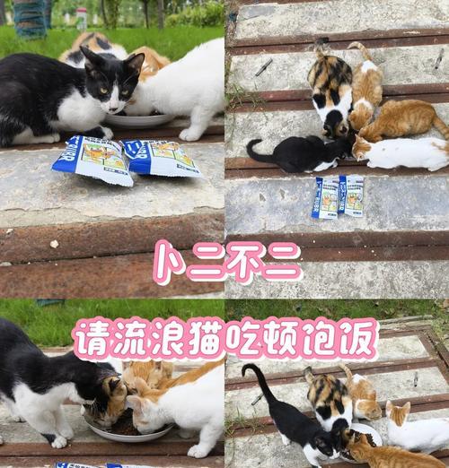 喂食流浪猫肉粉猫粮会有什么后果？