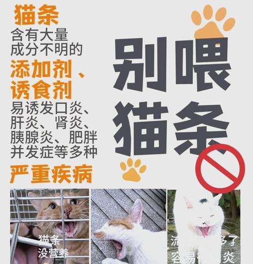 喂食流浪猫肉粉猫粮会有什么后果？