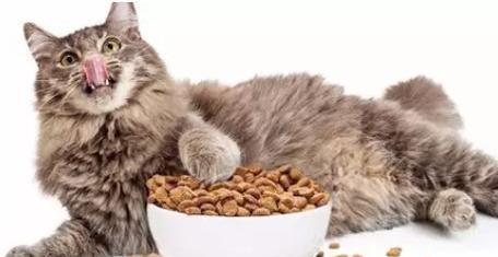 35天小猫喂食猫粮的正确方法是什么？