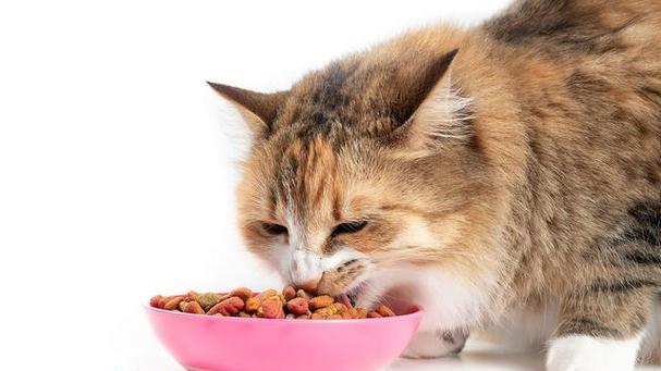 猫可以吃剩粮吗？吃剩粮对猫的健康有什么影响？