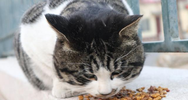 猫可以吃剩粮吗？吃剩粮对猫的健康有什么影响？