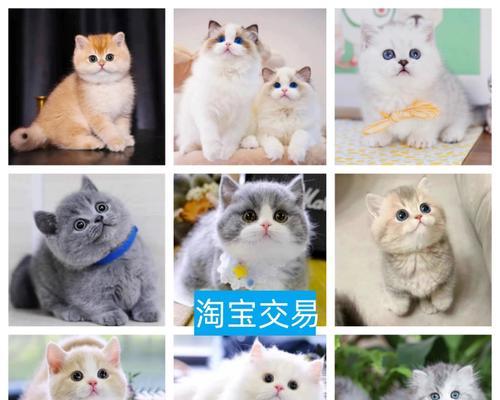 廊坊有哪些宠物养殖基地？