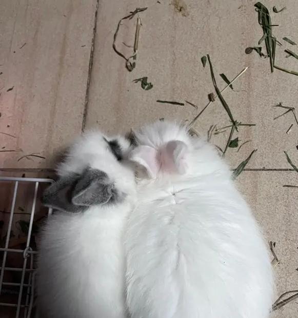猫吃兔粮后如何帮助排毛？