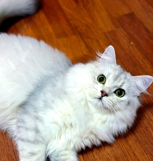 喜喵猫粮成立的时间是什么时候？