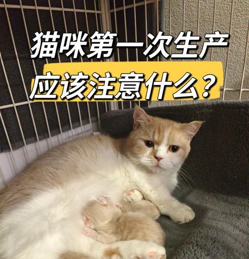 制造猫粮的工厂如何建立？需要哪些步骤？