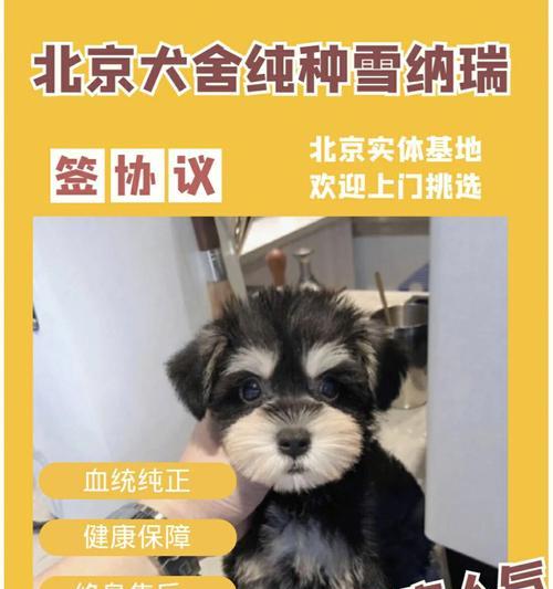 北京雪纳瑞配种费用是多少？