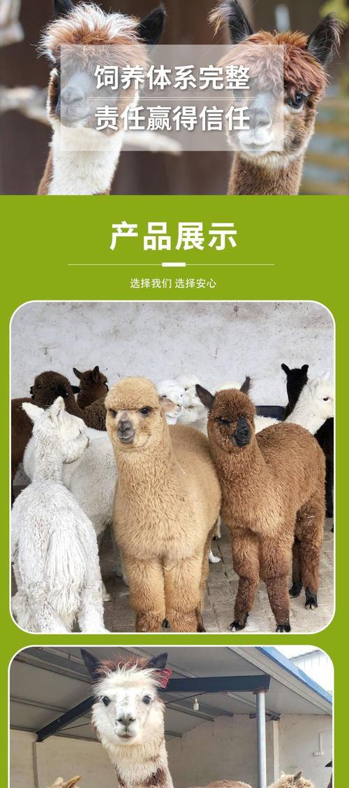 王七叶羊驼养殖评价？养羊驼的体验如何？