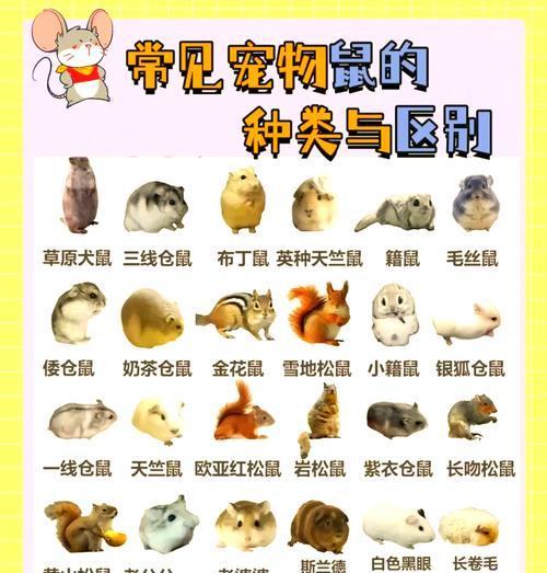 像猫粮的鼠粮叫什么？它们有何区别和适用对象？