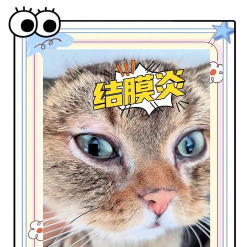 猫咪食用过期猫粮后流泪应如何处理？