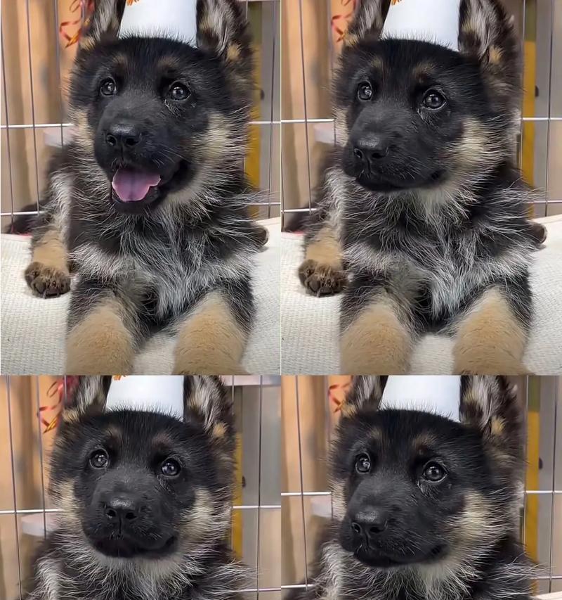 遵义地区德牧幼犬价格是多少？
