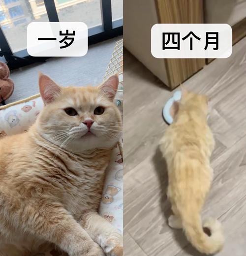 猫吃鲜郎猫粮不长个子怎么回事？鲜郎猫粮对猫咪成长有何影响？