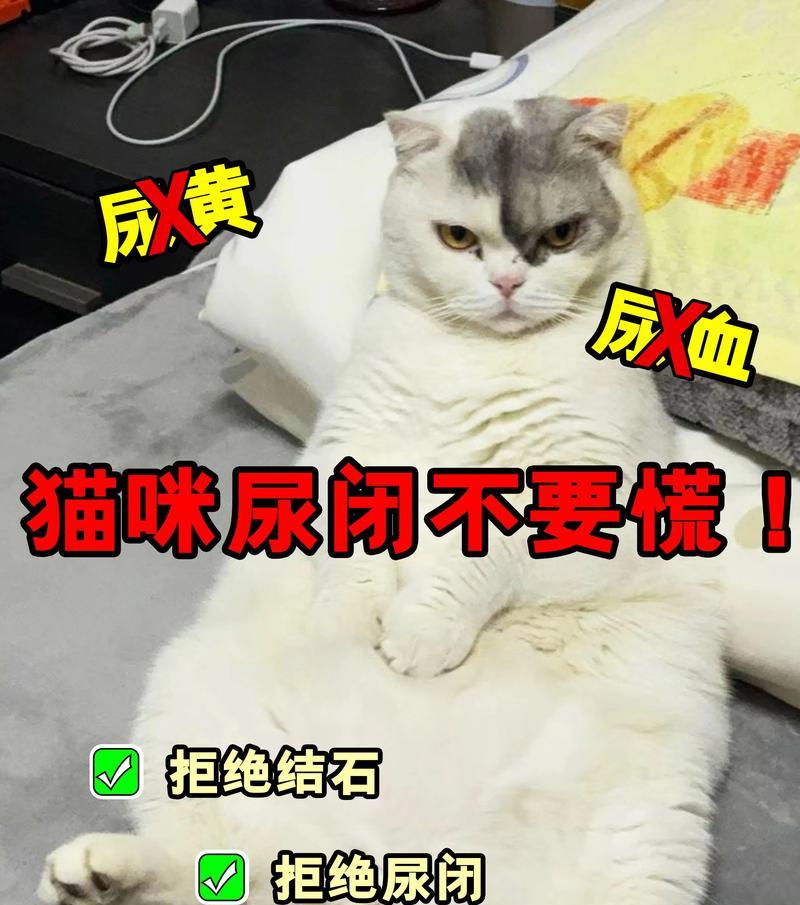 猫不吃猫粮尿多是正常现象吗？应该怎么办？
