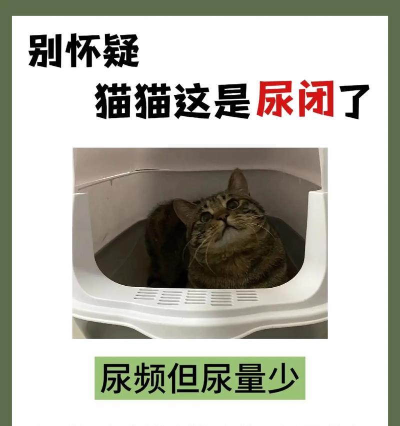 猫不吃猫粮尿多是正常现象吗？应该怎么办？