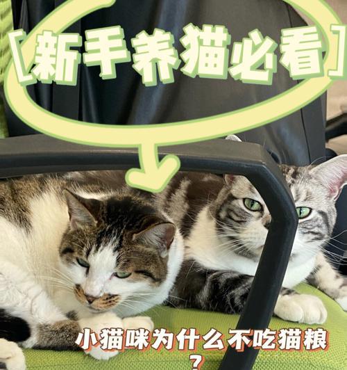 猫不吃猫粮尿多是正常现象吗？应该怎么办？