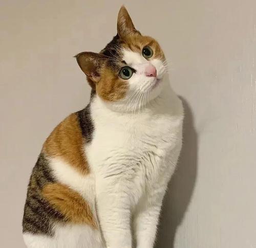 三花猫适合食用哪种猫粮？