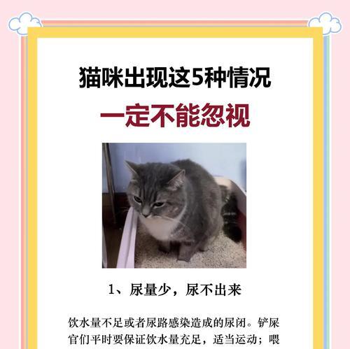 猫咪吃完猫粮后出现异常怎么办？应如何处理？