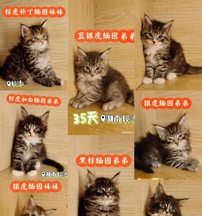 缅因猫幼猫的猫粮选择标准是什么？