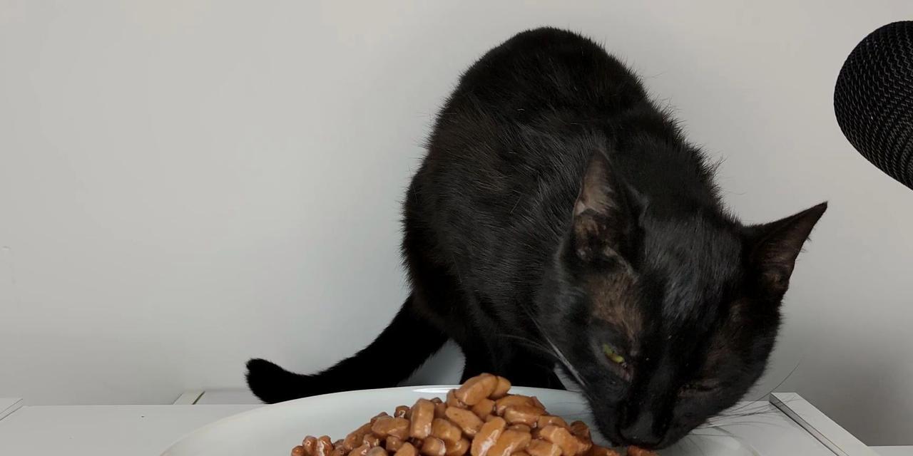 黑猫适合吃哪些类型的猫粮？