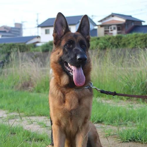 三个月大的德国牧羊犬价格是多少？购买时应注意什么？