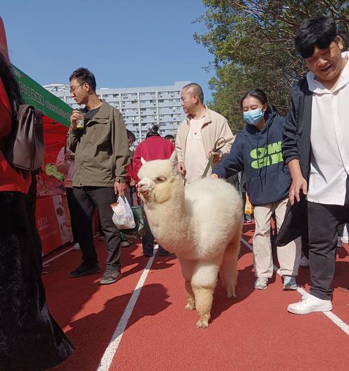 羊驼风格裙子的名称是什么？