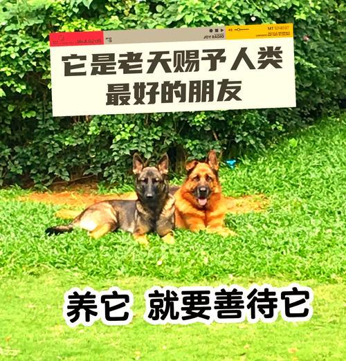 30天德牧进食量多少克？如何合理安排德牧的饮食？