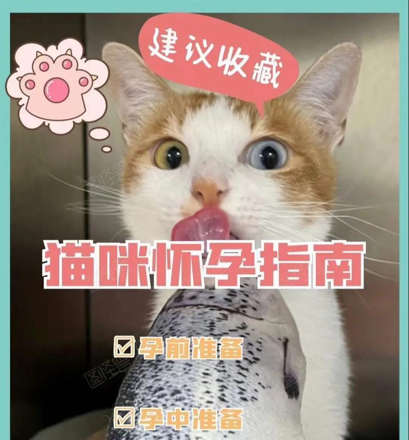 猫咪孕期如何喂食避免难产？