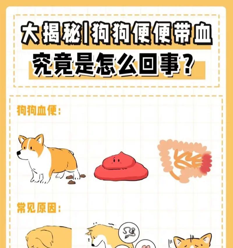 换粮导致狗狗拉血怎么处理？过渡期注意什么？