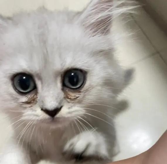 为什么猫咪吃了有泪痕的猫粮？原因是什么？