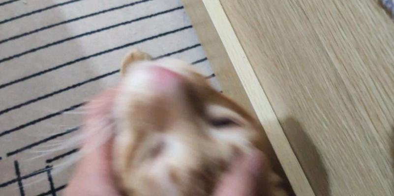 猫偷食未开封猫粮会有什么后果？