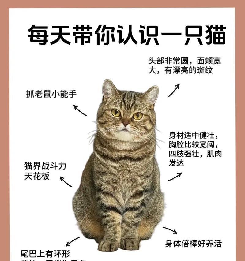 狸花猫偏爱的猫粮类型是什么？