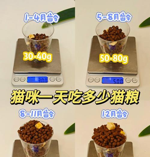 猫咪吃太多猫粮怎么办？如何控制猫咪的食量？