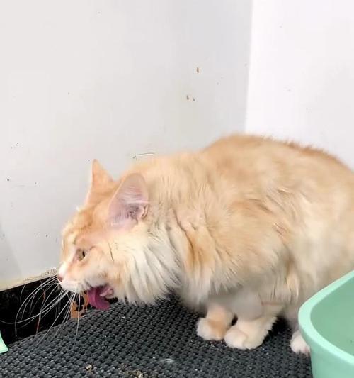 猫妈妈叼着袋猫粮会怎么样？对小猫有影响吗？