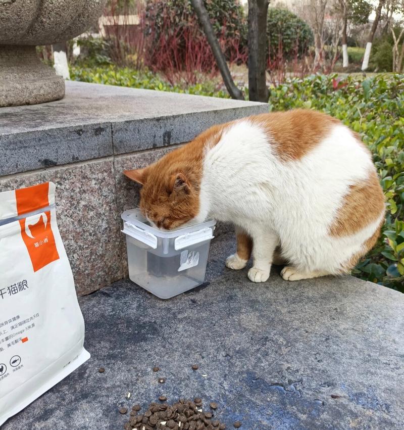 猫妈妈叼着袋猫粮会怎么样？对小猫有影响吗？