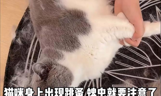猫粮中的跳蚤如何有效去除？