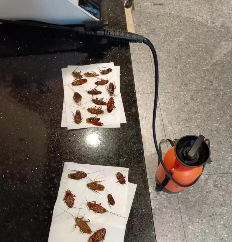 猫粮中的跳蚤如何有效去除？