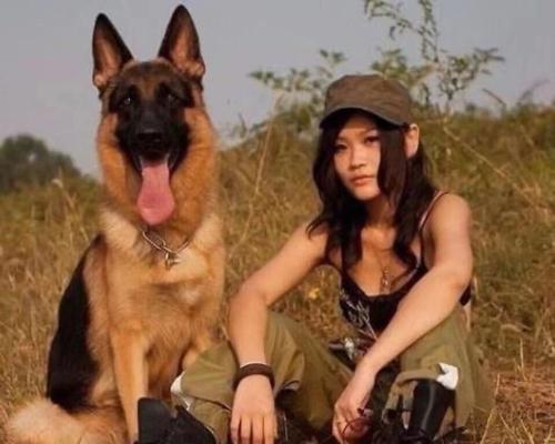 警犬德牧的售价是多少？
