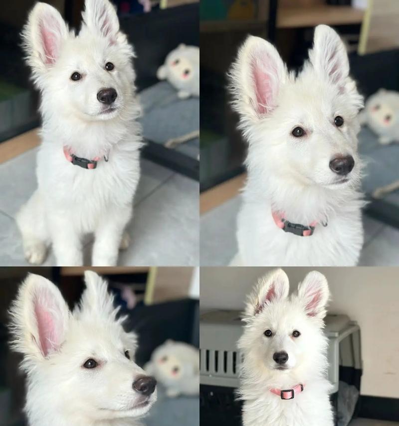长沙白德牧幼犬的价格是多少？