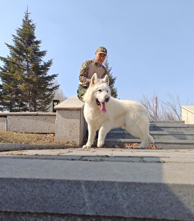 长沙白德牧幼犬的价格是多少？