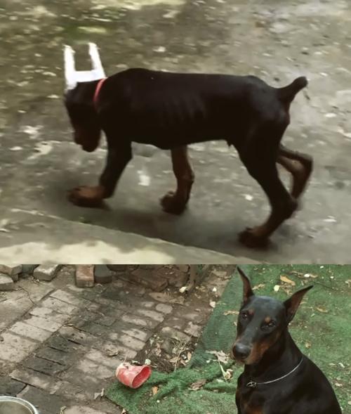 杜宾一个月幼犬吃多少狗粮合适？如何为幼犬制定合适的饮食计划？
