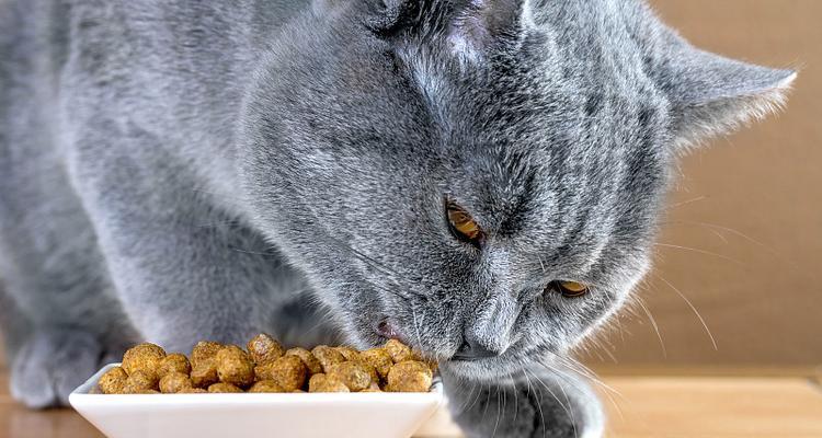 蓝猫吃猫粮卡嗓子的感觉怎么回事？