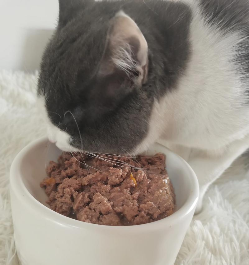 猫粮可以煮制哪些食物？煮猫粮的正确方法是什么？