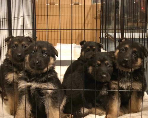 沙梁德牧幼犬的售价是多少？