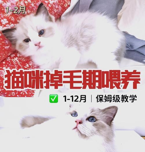 怎么让猫带东西吃猫粮不掉毛？有效减少掉毛的技巧是什么？