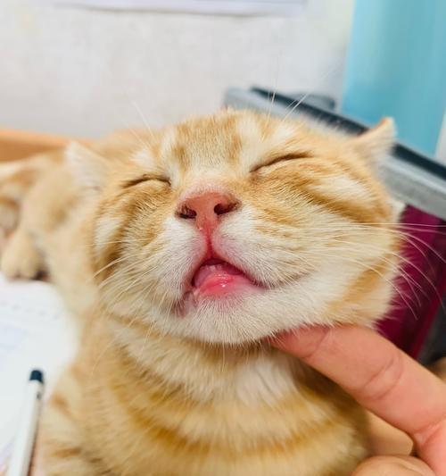 橘猫不吃猫粮的原因及解决方法是什么？