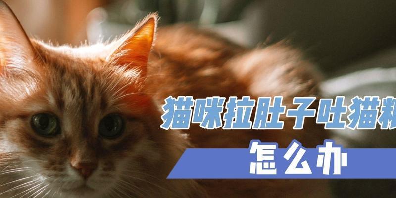 猫咪去后厨偷吃猫粮怎么处理？如何防止猫咪偷食？