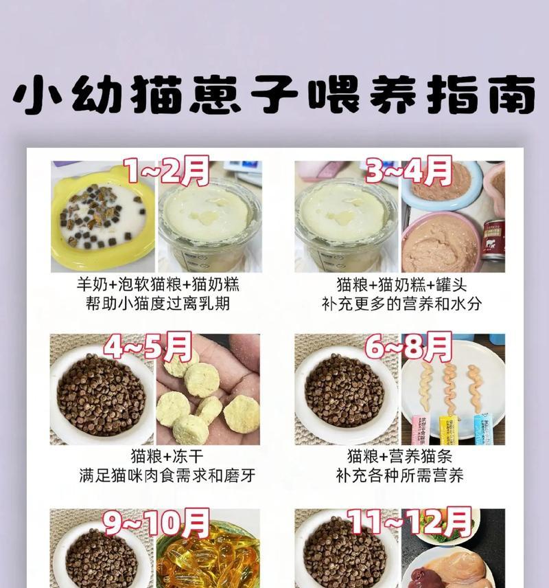 橘猫喂食指南：如何正确配粮？