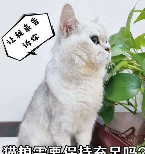 小猫日常如何正确放置猫粮？