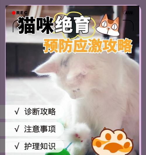 猫粮被吓到后应该怎么办？