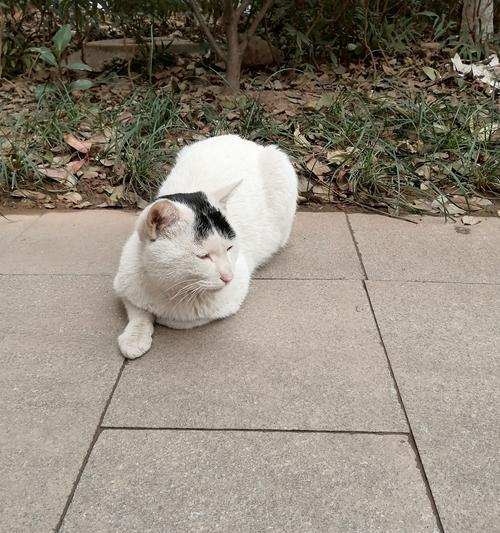 流浪归来的猫咪不吃猫粮怎么办？